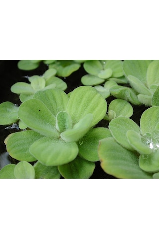 Su Marulu Su Üstü Bitkisi Suyu Filtreler Temizler Pistia 5-7 Cm 1 Adet