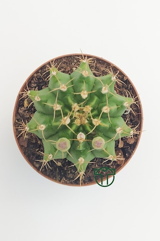 Gymnocalycium Mihanovichii - Çene Kaktüsü - 5.5 Cm Saksıda