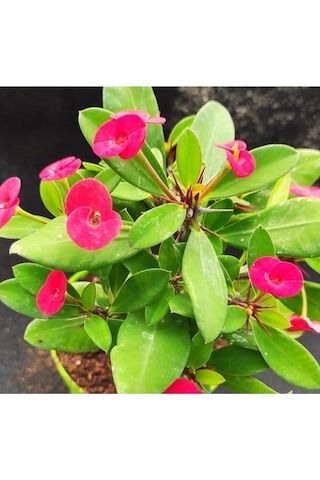 Videolu Kırmızı Milli Dikenler Tacı Çiçeği Fidanı 25-55 Cm Saksılı Iç Mekan Bitkileri Red Euphorbia