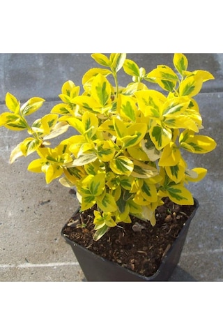 Fidaan Peyzaj - Gold Taflan (2 Yaş / 3'lü Dikim/ Euonymus japonic