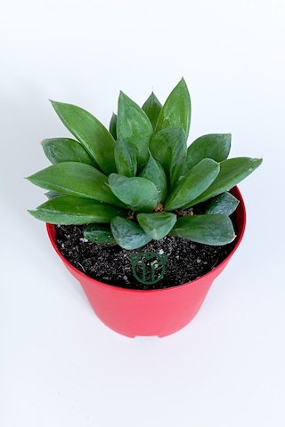 Haworthia Cuspidata Yıldız Sukulent Star Window Yeşil Gül 8.5 Cm
