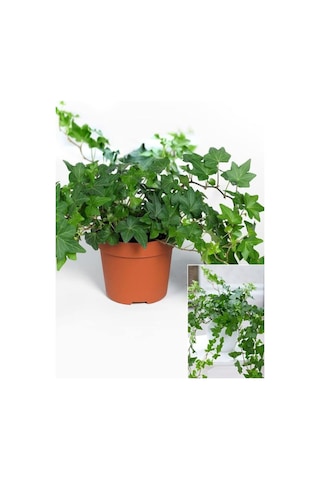 Formlu Ve Gelişmiş Hedera Helix 40-60 Cm Bahçelik Orman Sarmaşığı