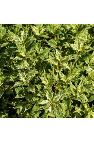 Alacalı Osmantus Ağacı Saksılı 1-2 Yaş Arası, Şifalı Ve Kokulu