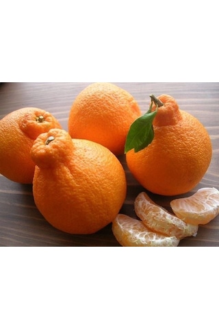 Tüplü Dekopon Mandalina Fidanı