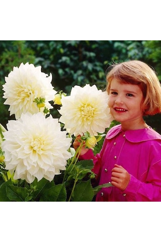 White Perfection İri Çiçekli Dahlia Dalya Yıldız Çiçeği Soğanı 1 Soğan