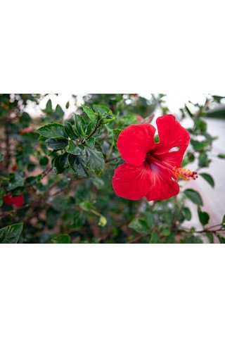 Japon Gülü Chinese Rose / Hibiscus 70 - 120 Cm Tüplü
