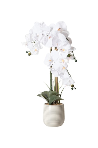 Mudo Home Rıva Saksılı Orkide 60 Cm Beyaz