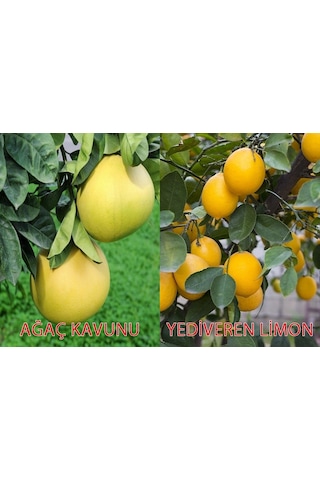 Tüplü Yediveren Limon şadok Ağaç Kavunu 1-2 Yaş 90-110cm