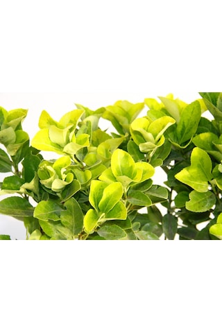 Gold Taflan Euonymus Japonica Aurea Sarı Çit Bitkisi 6 Li Dikim Sarı Saksıda 3 Adet