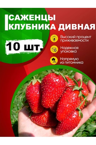 Eko-daca24 Çilek Fidanı "divnaya" 10 Adet Paket 190463648