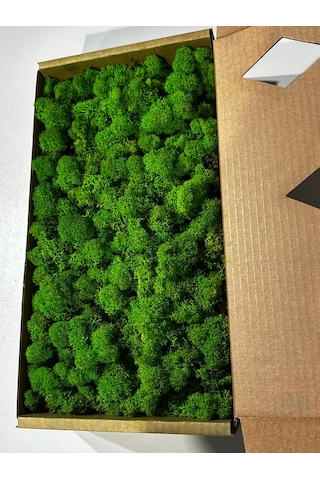 Reindermoss Şoklanmış Norveç Yosunu Terarium Yosunu Grass Green Light 500 Gr.