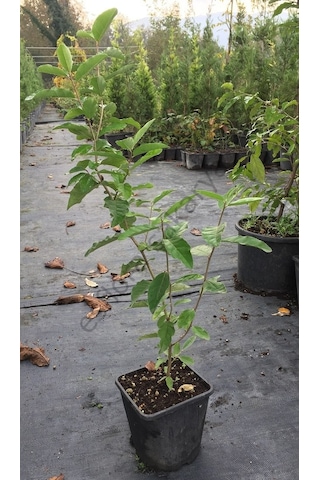 Güz Yemişi Güz Zeytini Fidanı Sarı+kırmızı 2 Adet