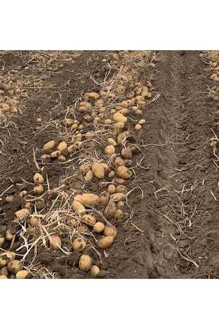 Akdeniz Kumpirlik Patates - 5 Kg