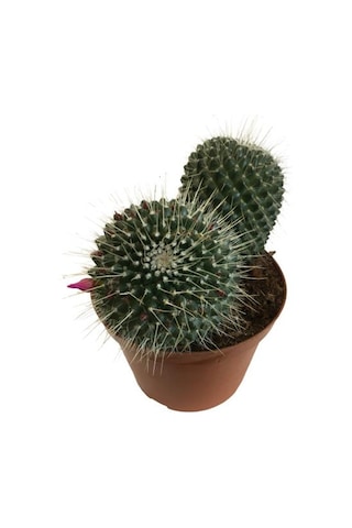 Mammillaria Spinosissima - Büyük Boy 14lük Saksıda Ürün
