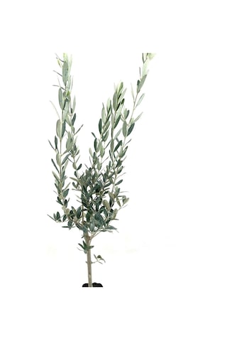 Zeytin Fidanı 2 Yaş 70-80 Cm Bol Verimli