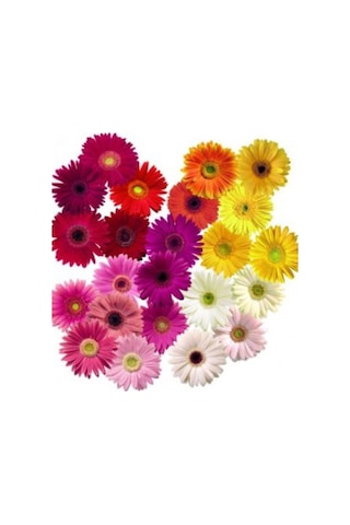 Gerbera Çiçeği Tohumu 5 Adet Tohum Jerbera Çiçek Tohumu
