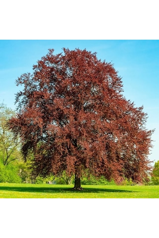 Kırmızı Kayın Fidanı 5 Adet - Fagus Sylvatica Atropurpurea