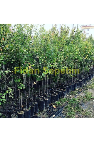 3 Yaş Aşılı Mürdüm Erik Fidanı Yarı Bodur