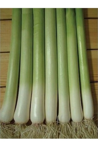 Yerli Ata Tohumu İnegöl Pırasa 100 Adet