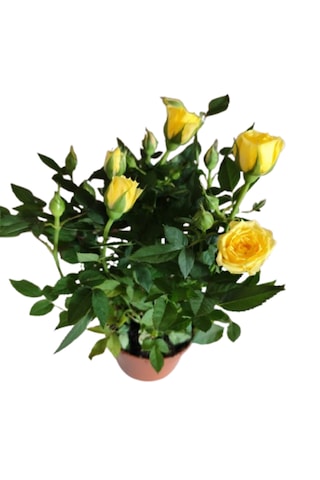 2 Adet Saksıda Bodur Gül Çiçeği Sar Renk
