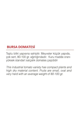 AGRodal Tarım Ata Tohumu Doğal Yerli Bursa Domatesi 1000 Adet Tohum
