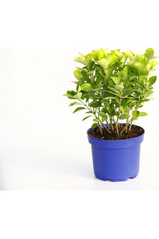 Gold Taflan Euonymus Japonica Aurea Sarı Çit Bitkisi Mavi Saksıda 3 Adet