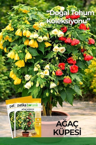30 Adet Ağaç Küpesi Çiçek Tohumu (Abutilon Hybridum)