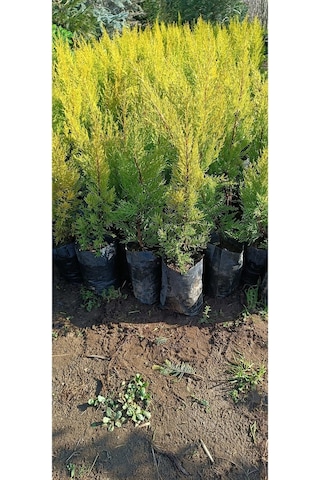 Videolu Limoni Servi Çamı 1 Adet Saksılı/ Tüplü 30-60cm Bahçe Bitkisi Cupressus
