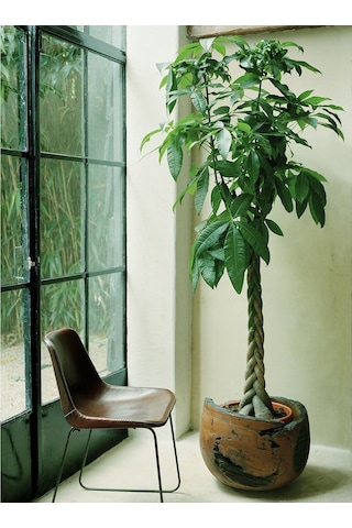 Örgülü Para Ağacı – Pachira Aquatica 30-40 cm