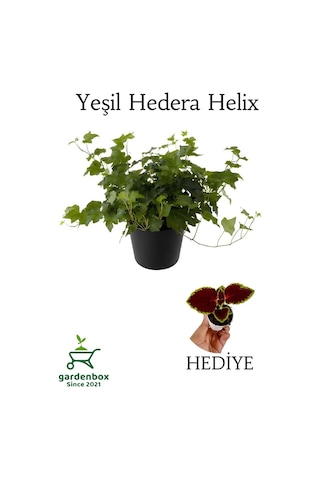 Hedera Helix Ağaç Sarmaşığı 1 Adet Saksılı 30-50cm+yeşim Para Çiçeği