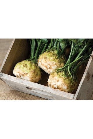 Kök Kereviz Tohumu Giant Prague Celeriac