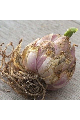 Beyaz Çiçekli Lily Oriental White Kokulu Zambak Soğanı 1 Aadet