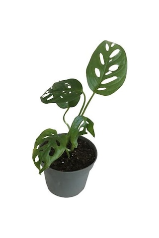 Mini Boy Monstera Monkey Mask 25 Cm