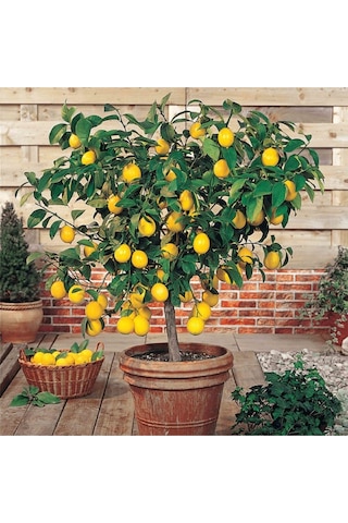 Nadir Ithal Bodur Saksılık Hint Limon Ağacı Tohumu 3 Tohum