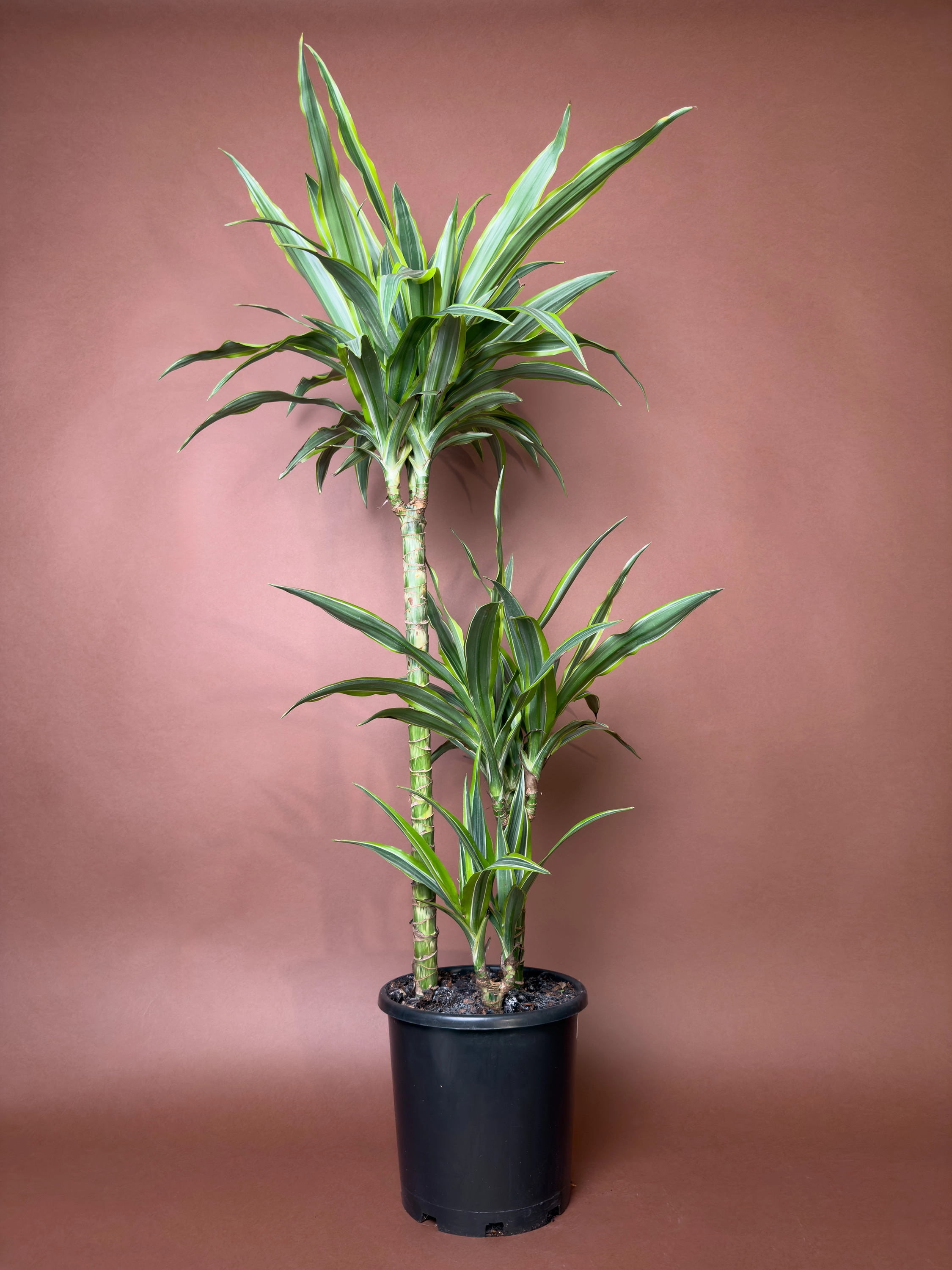 Drasena Dracaena Fragrans Lemon Lime 90 Cm Çoklu Gövdeli Form