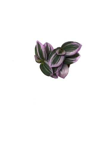 Tradescantia 'Nanouk' (Telgraf Çiçeği) Ø5,5 CM Y0-10 CM