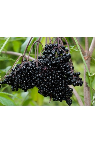 Mürver Fidanı - Patlangıç - Sambucus Nigra - Kara Mürver Fidanı 2Lt