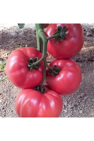 5 Adet Gülpembe Köy Domates Fidesi