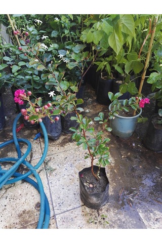 Tüplü Pembe Oya Ağacı Fidanı 50-70 Cm. Her Mevsim Dikilebilir