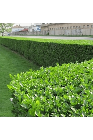 Ligustrum - Kurt Bağrı Çit Bitkisi 20 Adet