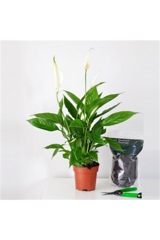 Barış Çiçeği Spathiphyllum Sokak Lambası Çiçeği Ev Bitkisi Ofis Bitkisi Salon Bitkisi