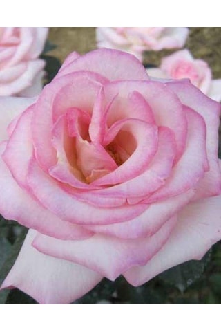 Tüplü Aşılı Princess Yediveren Kokulu Gül Fidanı