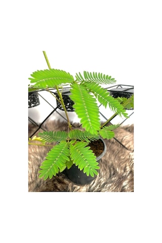 Küstüm Çiçeği Mimosa Pudica 10-20 Cm