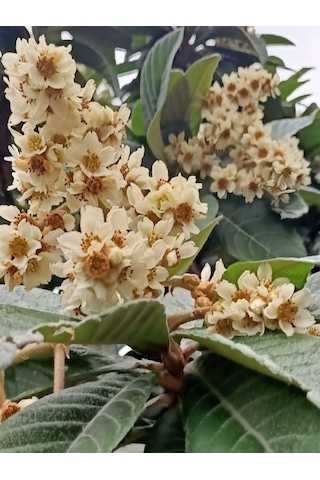 Tüplü Malta Eriği Yenidünya Fidanı