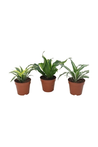 Dracaena Mix-6237
