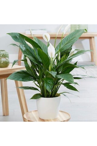 BARIŞ ÇİÇEĞİ Spathiphyllum 3 ADET - Hediyelik Salon Ofis Bitkisi