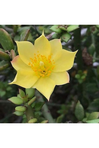 Pereskiopsis Spathulata Aşı Kök Bitkisi Sarı Çiçek Veren Kaktüs 5.5 CM