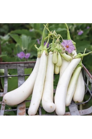 Erkenci Casper Beyaz Patlıcan Tohumu