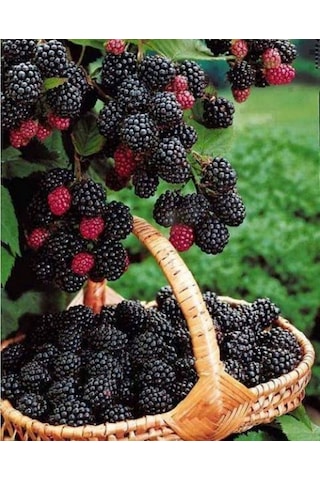 2 Lü Meyve Fidanı Paketi Böğürtlen, Yaban Mersini 20-40 Cm