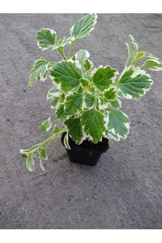 Kokulu Benjamin Çiçeği Mini Boy 1 Adet Saksılı 10-20 Cm